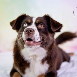 CALAMITY - Miniature Australian Shepherd
