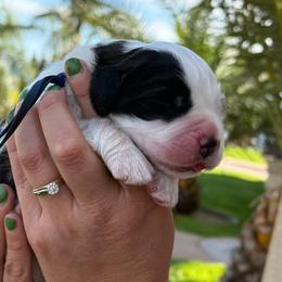 Blue collar - Brown and white male Saint Bernard puppy in Ramona, California from Buendias Ranch Saint Bernards & Bernese Mountain Dogs