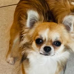 Cha Cha - Chihuahua
