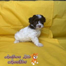 Bentli - Chocolate and white female Havapoo puppy in Pisgah, Alabama from Mashburns Little Munchkins