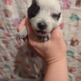 Combine - Blue speckled male Australian Cattle Dog puppy in Tulsa, Arkansas from Red Desert Australian Cattle Dogs