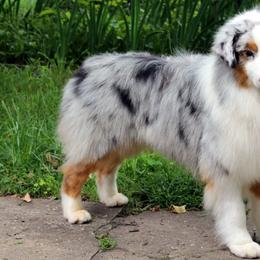 Charismatic - Australian Shepherd