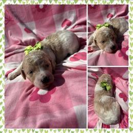 Honey - Parti female Poodle puppy in Conway, Arkansas from Arkansas River Poodles