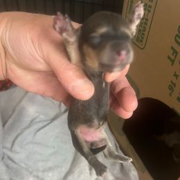Girl 2 - Chocolate female Dachshund puppy in Spokane, Washington from Dearhaven Doxie