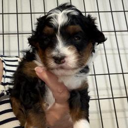 Bullseye - Tri-color male Bernedoodle puppy in Lincoln, Nebraska from GRand Doodles