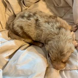 Cookie - Red merle female Australian Shepherd puppy in Arizona from BRR Aussies