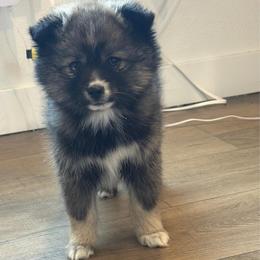 Honey - Wolf sable female Pomsky puppy in Tonasket, Washington from Washington Pomskies