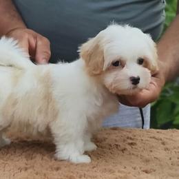Cavachon, Cavalier King Charles Spaniel, Cavapoo, and Havanese Puppies from Peaks Pups & Cavachon Love Chocolate Cavaliers, Cavaliers, Cavachon’s, Cavapoos & Havanese