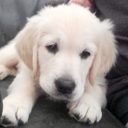 Golden Retriever Puppies from Kansas Prairie Pups