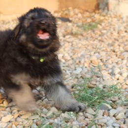 German Shepherds from The Zeus N Luna 2 Pay it Forward Foundation