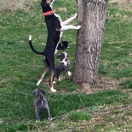 Mountain Cur Puppies from Walnut Ridge Mountain Curs