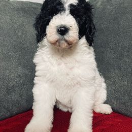 Chase - Black and white female Sheepadoodle puppy in Pataskala And Thornville, Ohio from Four Front Doodles - Pataskala