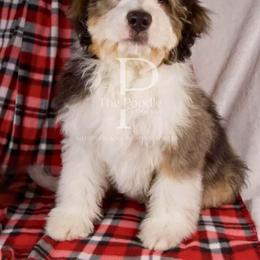 Jolly - Blue merle male Bernedoodle puppy in Tulsa, Oklahoma from The Poodle Co. Raising Doodles & Poodles