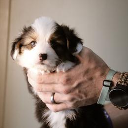 Cain - Black and tan male Pembroke Welsh Corgi puppy in South Otselic, New York from Ridge Top Corgis