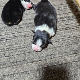 Girl - Black tri-color female Australian Shepherd puppy in Marshall, Michigan from RR Australian Shepherds