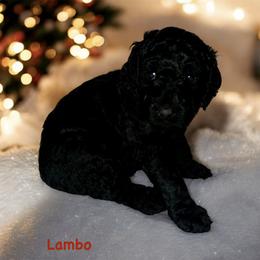 Lambo - Black male Goldendoodle puppy in Sanderson, Florida from Serenity Goldendoodles