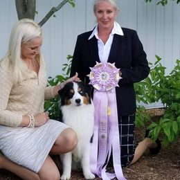 Miniature American Shepherd Puppies from Gordonview Farm