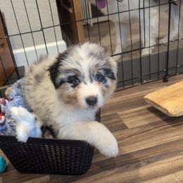 Australian Shepherd Puppies from Gypsy's Charm Australian Shepherds