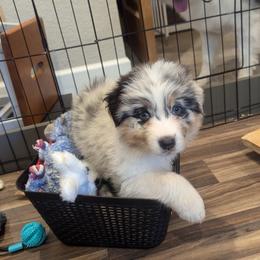 Australian Shepherd Puppies from Gypsy's Charm Australian Shepherds