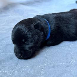Blue Collar - Black male Scottish Terrier puppy in Puyallup, Washington from Rainier Scotties