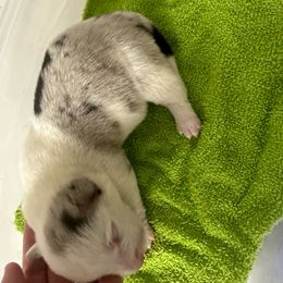 Sky Burst - Blue Pembroke Welsh Corgi puppy in Napoleon, North Dakota from Enok Corgis