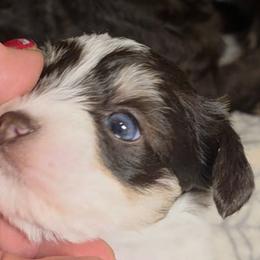 Sprout (tricolor, blue eyes) - Parti male Miniature Schnauzer puppy in Panama City, Florida from Emerald Coast Schnauzers