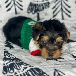 Niko - Black and gold Yorkshire Terrier puppy in Richmond, Texas from Perfectly Posh Pets