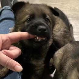 German Shepherd Puppies from Coterie Shepherds
