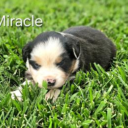 Miracle - Blue merle female Miniature Australian Shepherd puppy in Owensboro, Kentucky from JnT's Bluegrass Mini Aussies