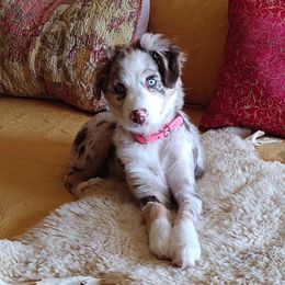 Australian Shepherd Puppies from Spotted Mule Aussies