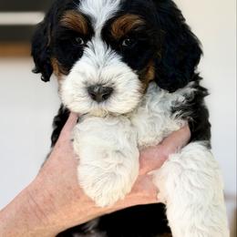 Rolex - male Australian Mountain Doodle puppy in Spanish Fork, Utah from Little Puppy Co.