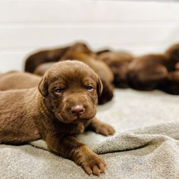 Dilute Retriever and Labrador Retriever Puppies from CKB Labradors
