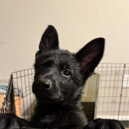 Sushi - Black female German Shepherd puppy in Salem, Virginia from Vom Kylohaus German Shepherds