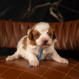 Bernedoodle, Cavapoo, Goldendoodle, and Poodle Puppies from Wasatch Pup