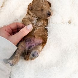 Rizz - Apricot female Poodle puppy in Chapel Hill, North Carolina from Cyndi’s Poodles