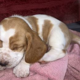 Basset Hound Puppies from Mockingbird Hollow Bassets
