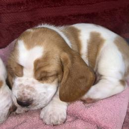 Basset Hound Puppies from Mockingbird Hollow Bassets