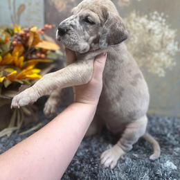 Dachshund and Great Dane Puppies from Ballistic Danes & Dachshunds