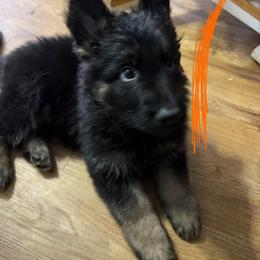 Orange - Black and tan female German Shepherd puppy in Fort Wayne, Indiana from AA Kennel