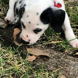 Dalmatian and Labrador Retriever Puppies from ECMO Farm Dalmatians & ECMO Farm Fox Red Labs