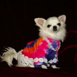Chihuahuas from A Legacy Chihuahua
