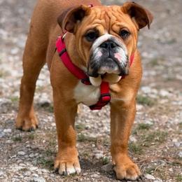 Ginger - Red and white female Bulldog puppy in Quinlan, Texas from Wright Way Retrievers
