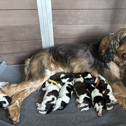 English Springer Spaniel puppies from Rogue Mountain Manor