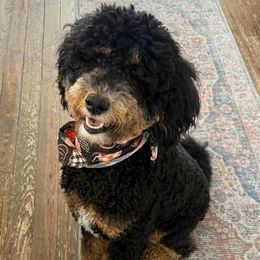 Shadow - Goldendoodle