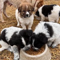 Karakachan puppies from MI Family Farm