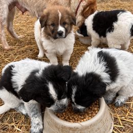 Karakachan puppies from MI Family Farm
