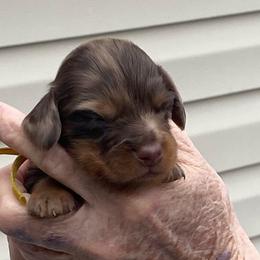 JINU - Dapple male Dachshund puppy in Elizabethtown, Kentucky from Teeny Tiny Puppy Tails