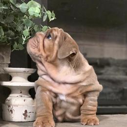 Bulldog Puppies from BangerBullz