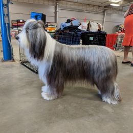 Chloe - Bearded Collie