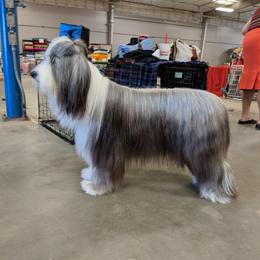 Chloe - Bearded Collie